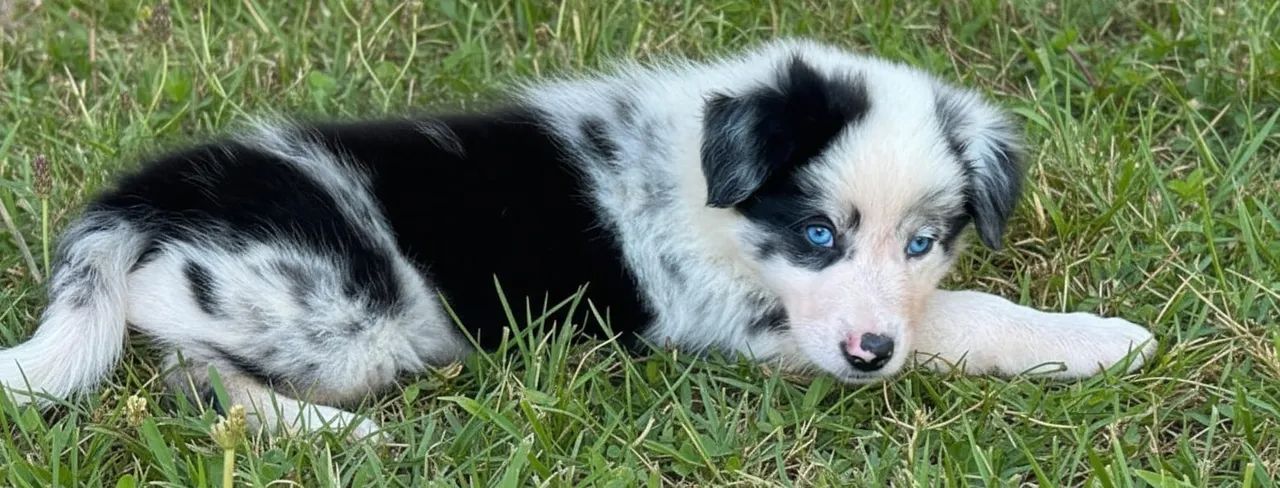 Filhote Border Collie fêmea e macho 