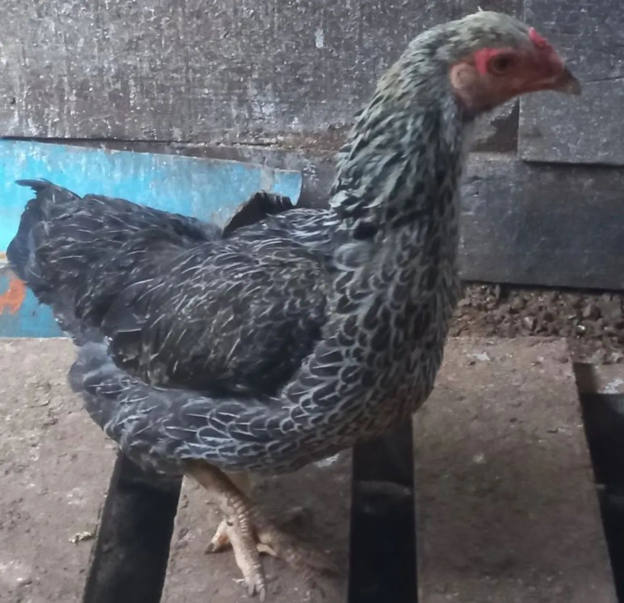 CASAL ADULTO DE GALINHA NANICÃO  - Foto 2