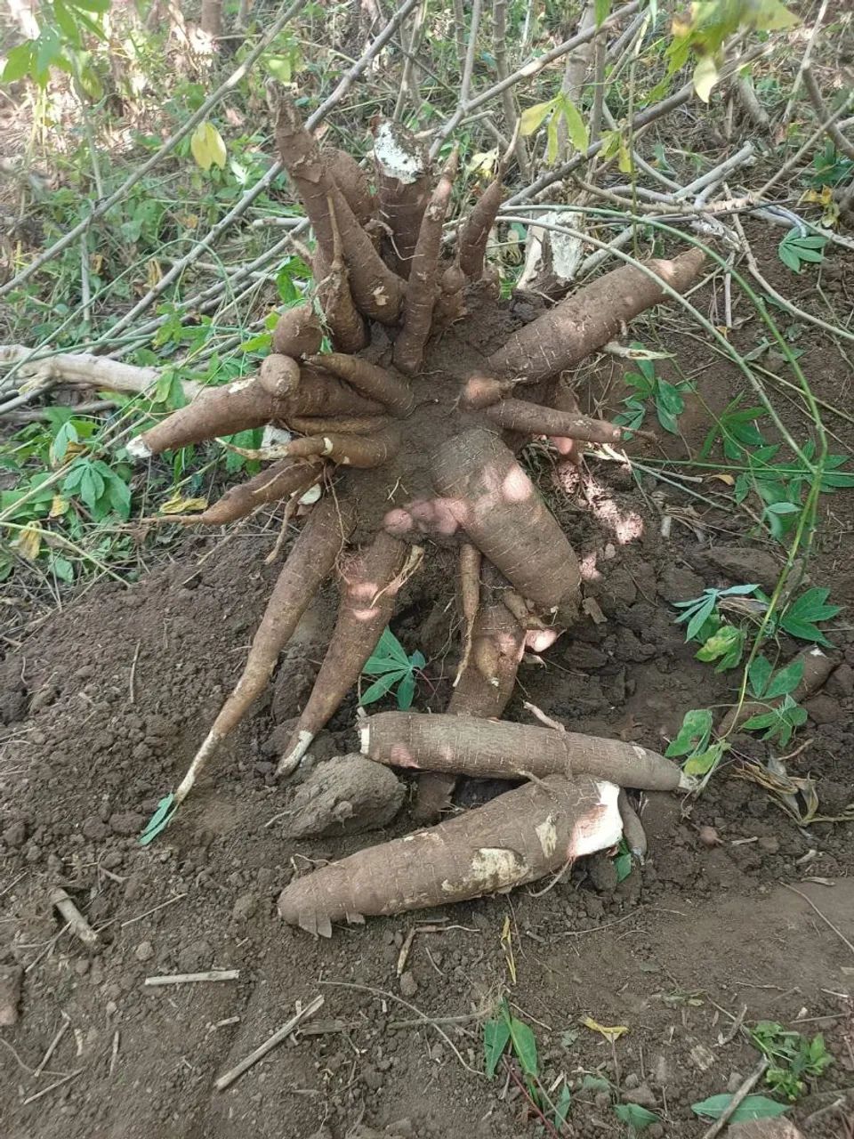 Vende se mandiocas fresca - Foto 5