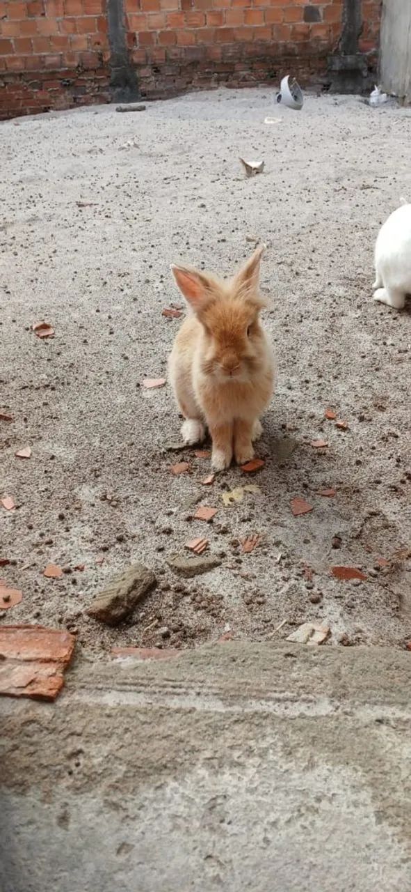 Vendo 2 casais de coelhos  - Foto 3