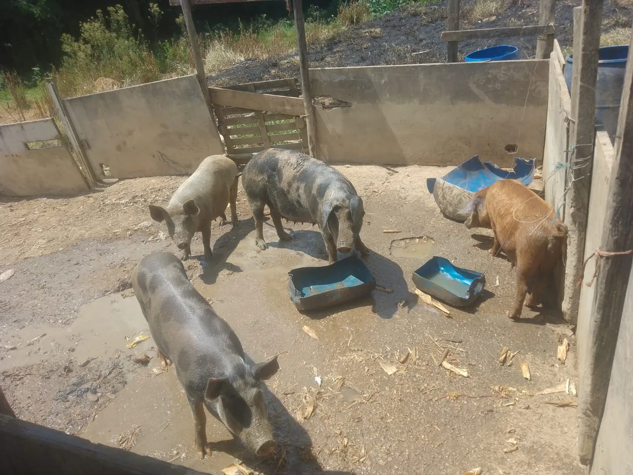 Vendo porcas e cachaço