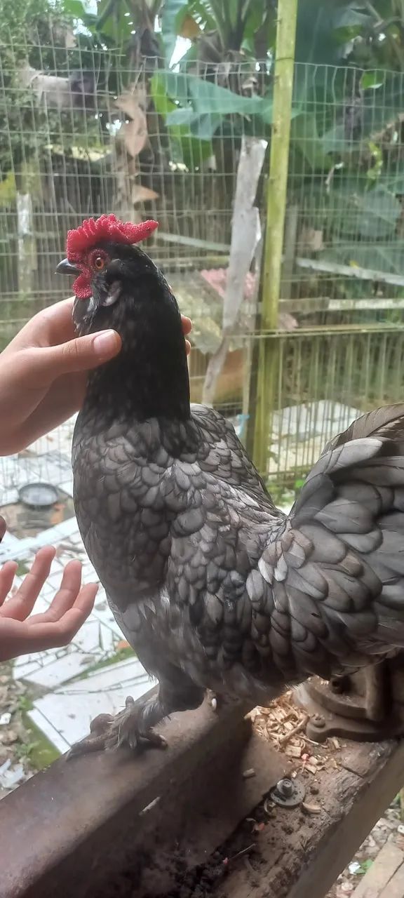  Garnizé macho crista de Rosa e pintinhos de raças misturadas .