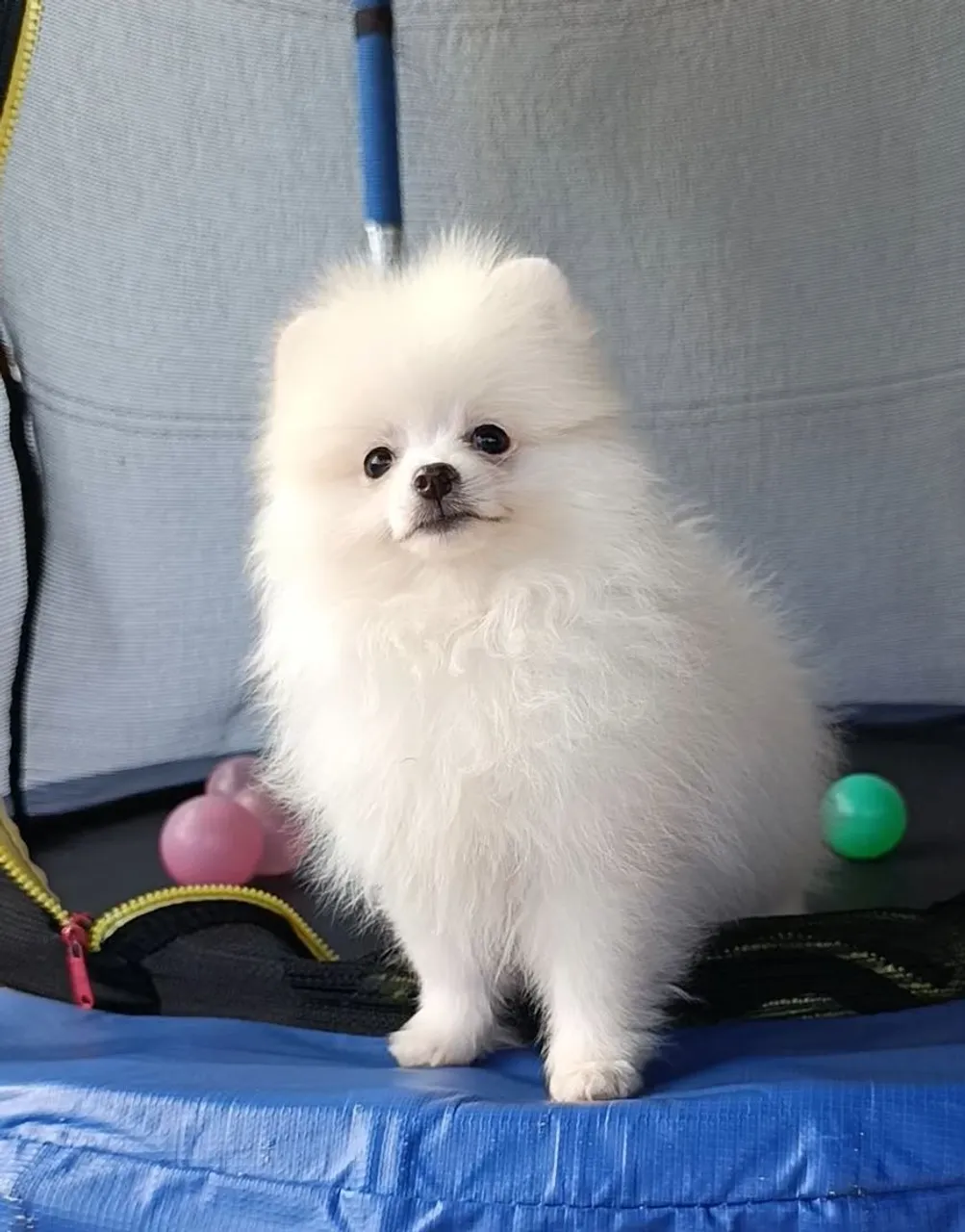 Lulu fêmea e macho anão