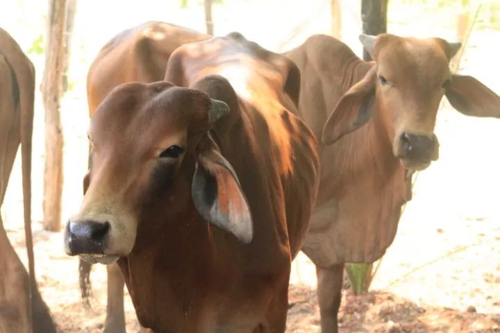 Touros da Raça Sindi - Foto 6