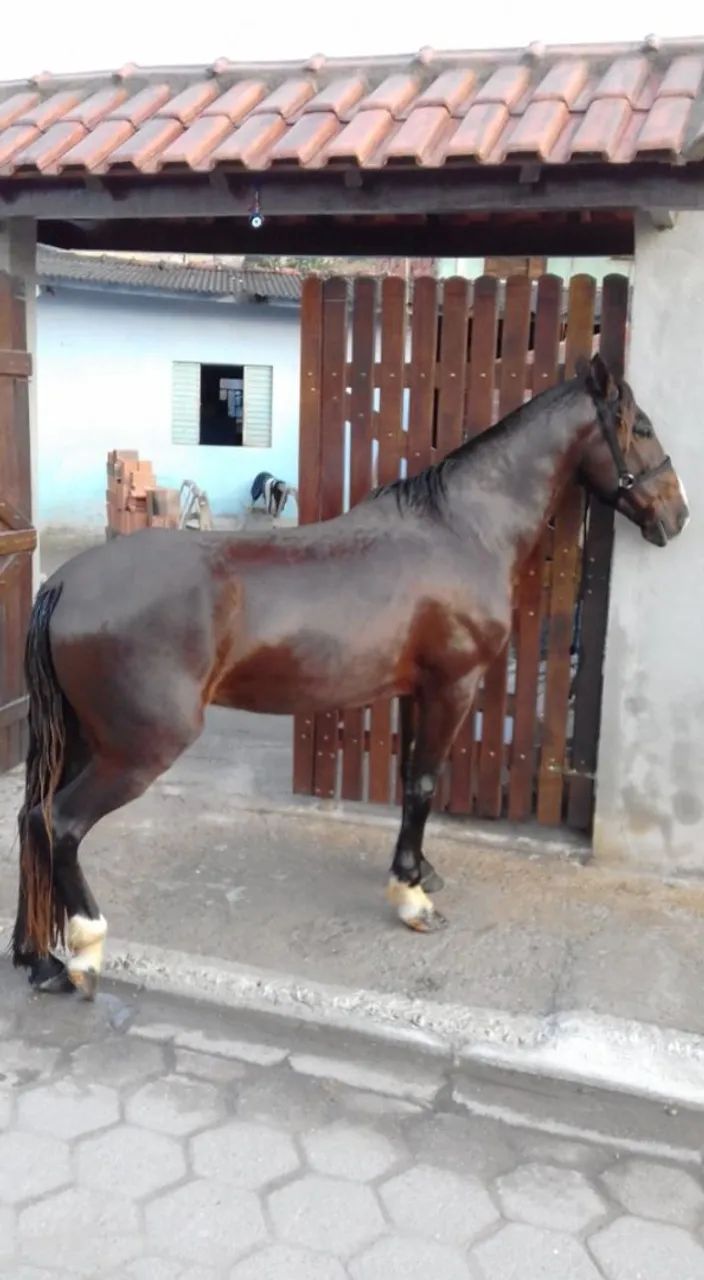 CAVALO MARCHADOR 