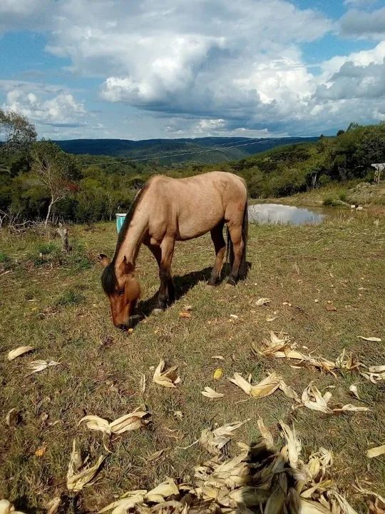 Cavalo top pro laço - barato! - Foto 2