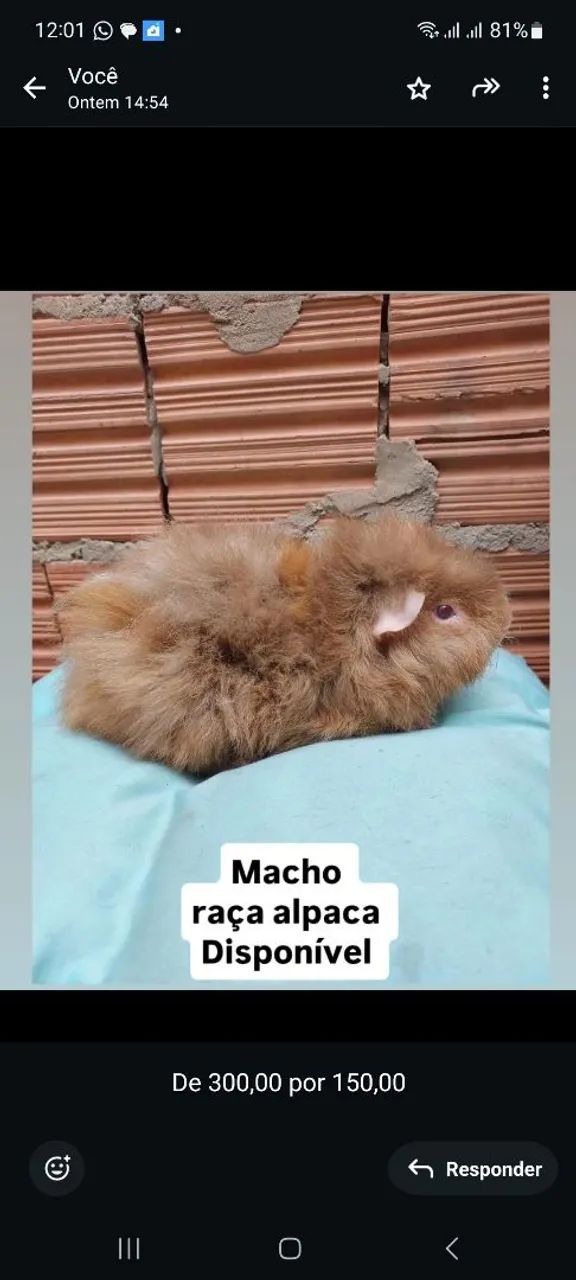 Porquinho da india raça alpaca