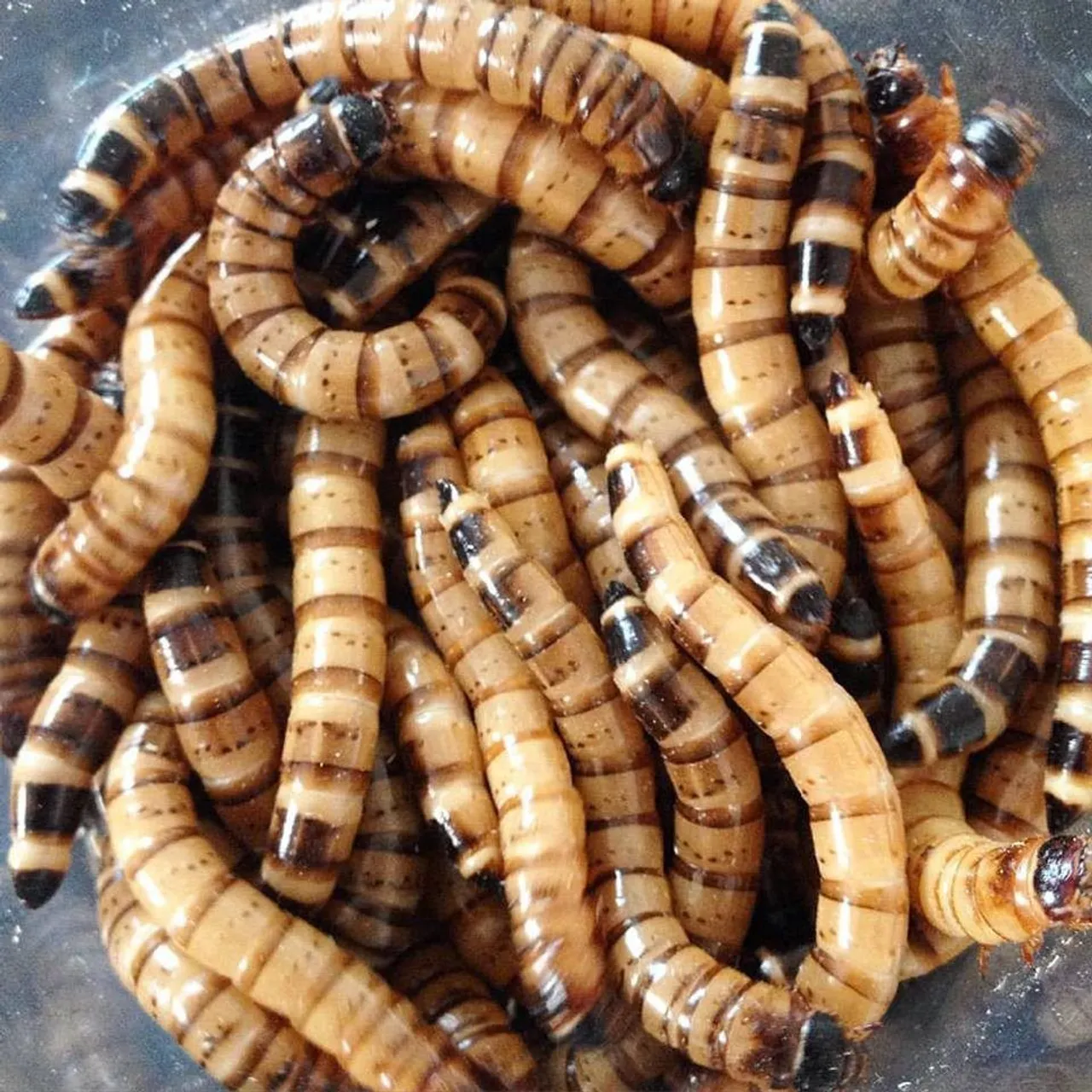 Larvas de Tenébrio Molitor - Alimento Vivo para Animais