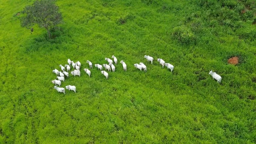 Fazenda pronta com 712 hectares - Foto 4