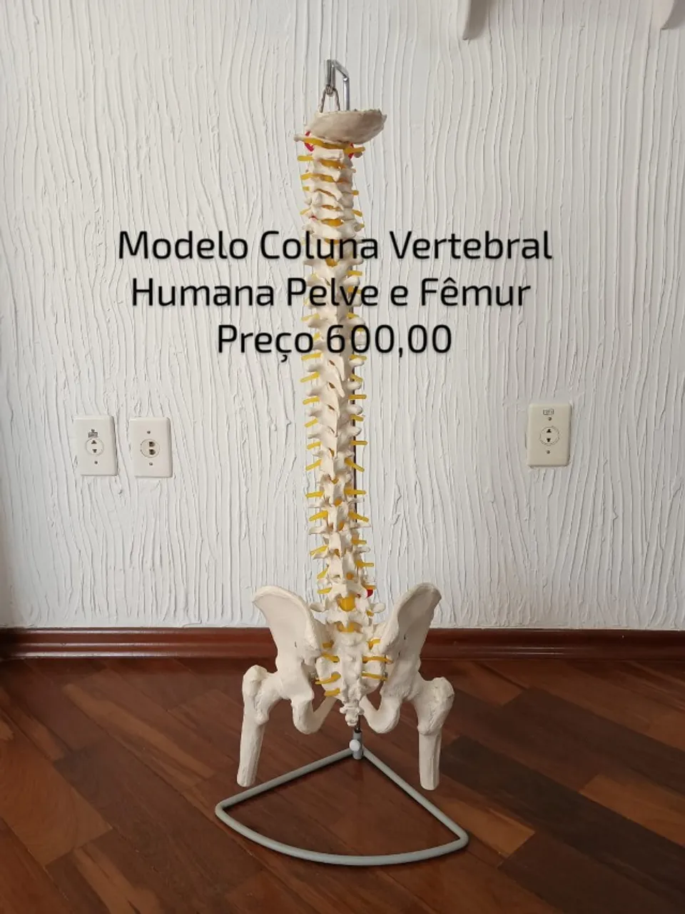 Modelo coluna vertebral humana Pelve e Fêmur