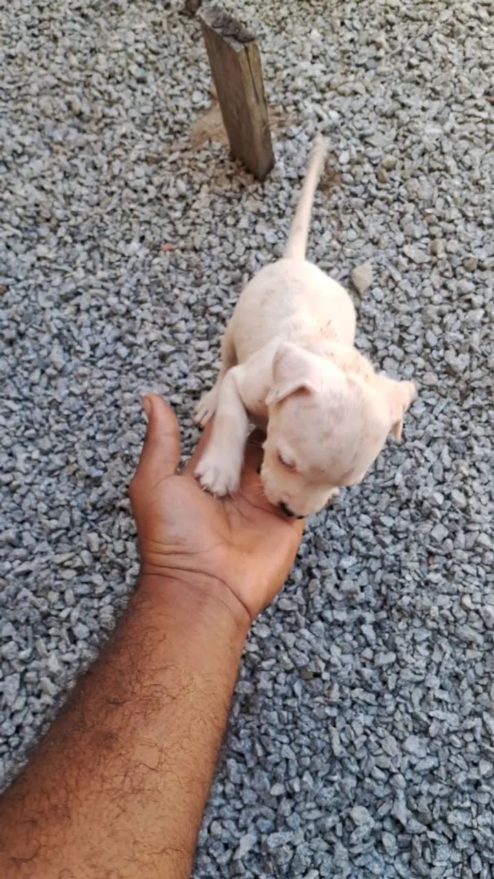 Filhote de Pitbull - Foto 2