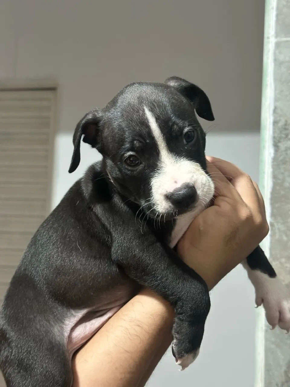 Filhote Pitmonster- Preto e Branco 