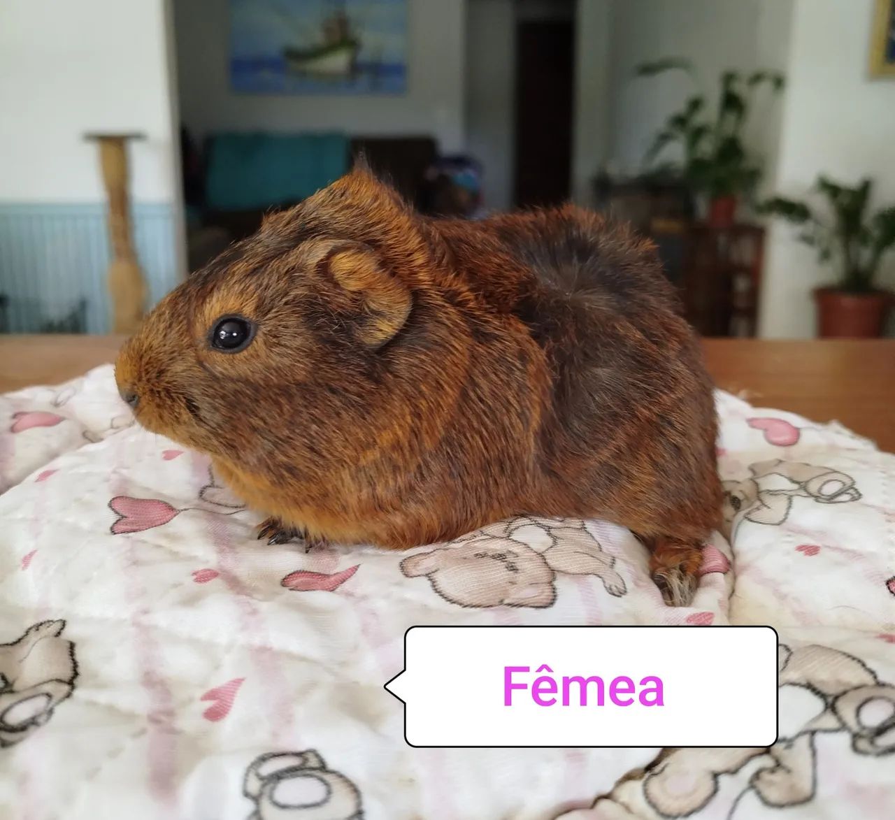 Porquinho da índia Filhotes