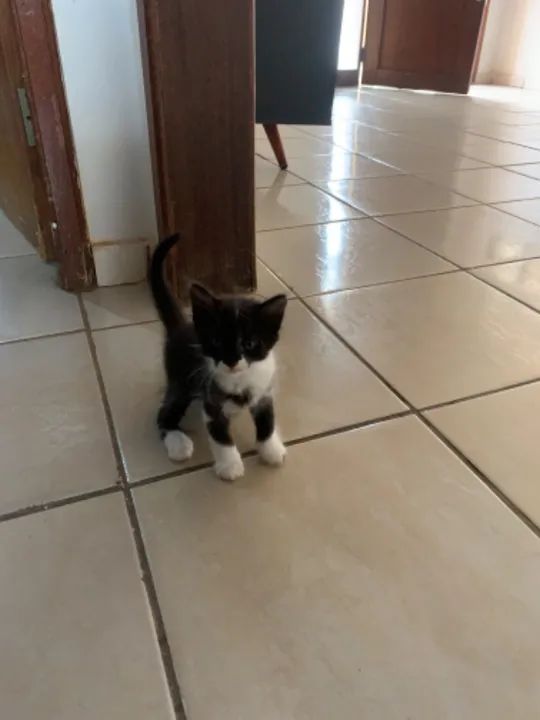 Estou doando essas duas gatinhas lindas! - Foto 4