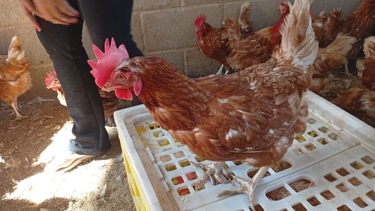 Poedeiras galinhas - Foto 4