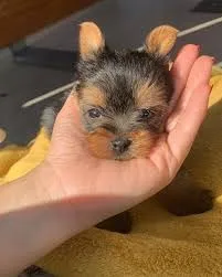 minis yorkishires na mao 