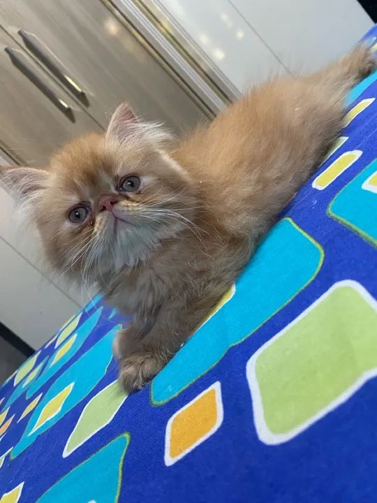 Gatinhos Persa  - Foto 6
