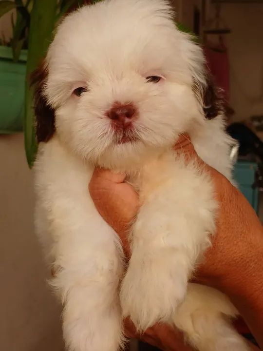 BBS de chitizu a pronta entrega  - Foto 5