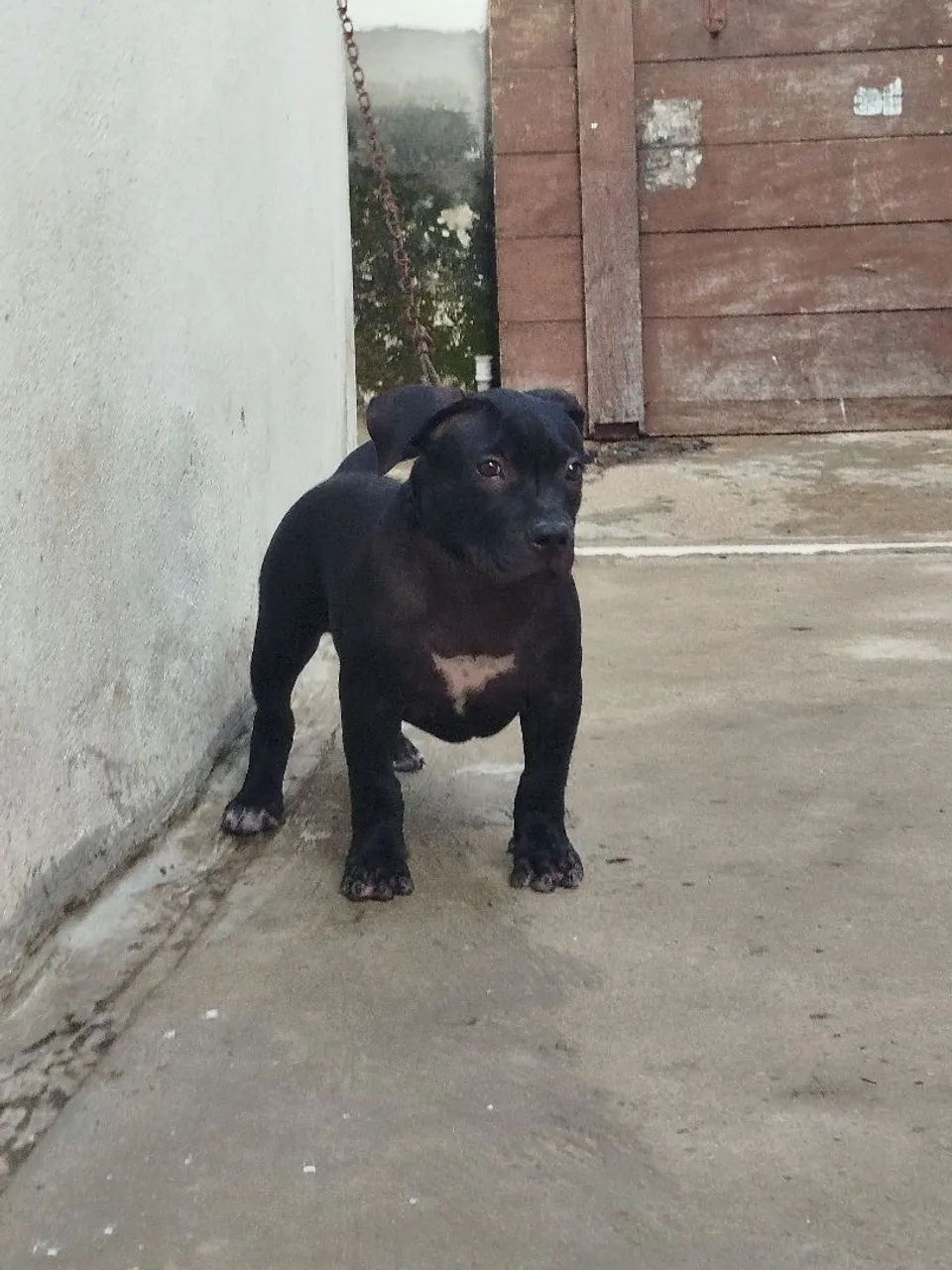 Filhote Pitbull - Foto 3
