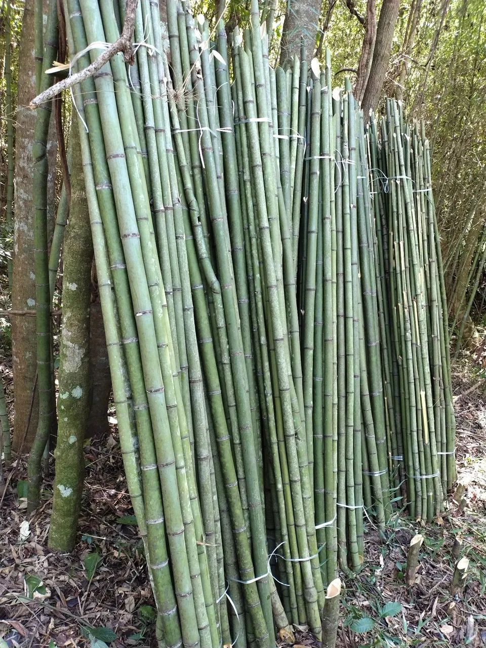Bambu para plantio de tomate 