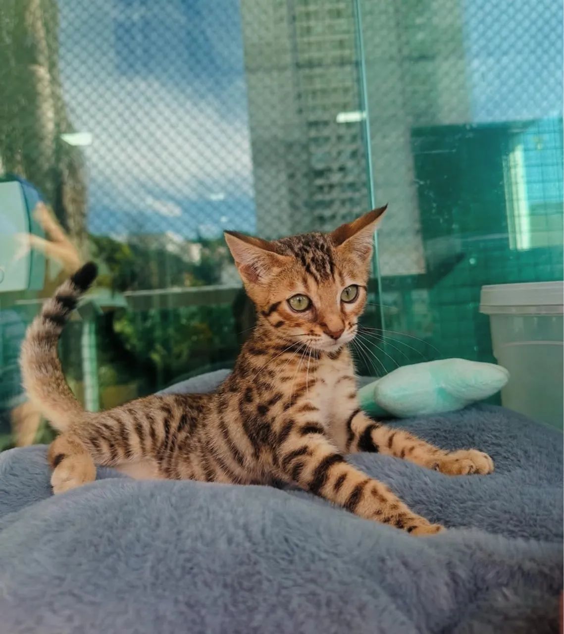 Bengal Filhotes Fêmeas 