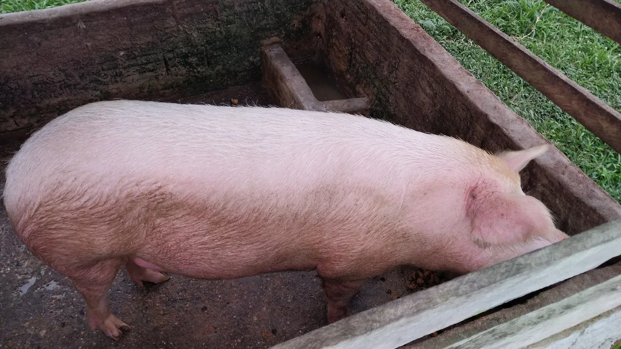 Porco para criação