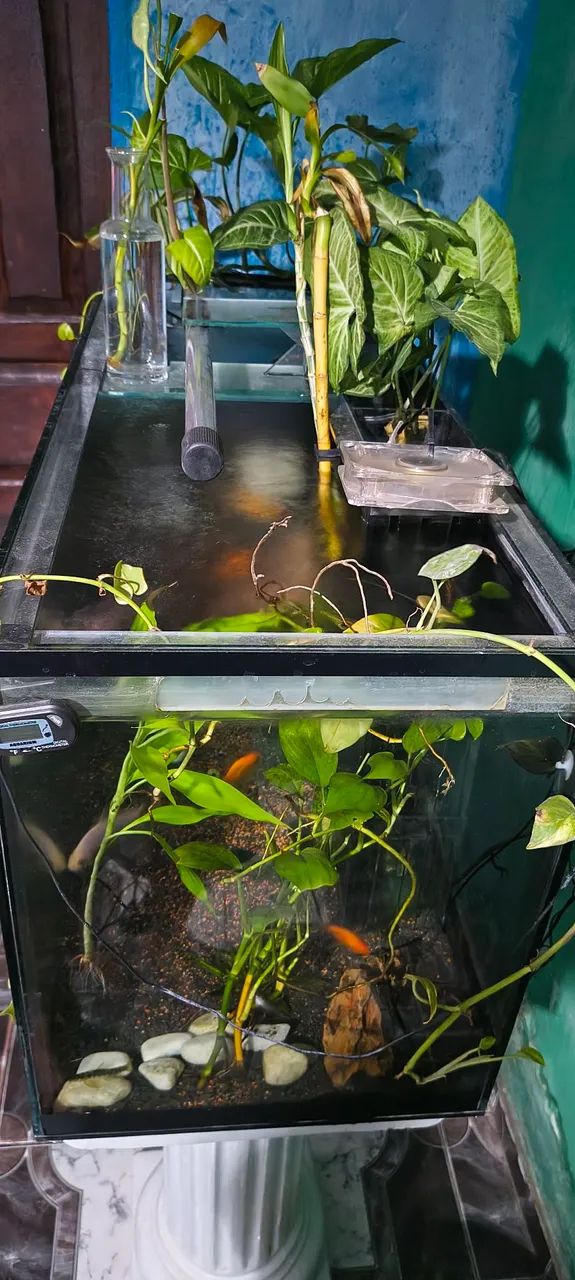 Aquário completo plantado64298781377667125