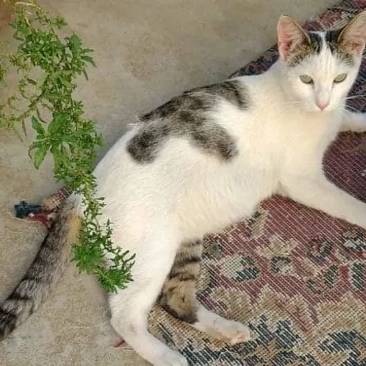 gatinhos para adoção