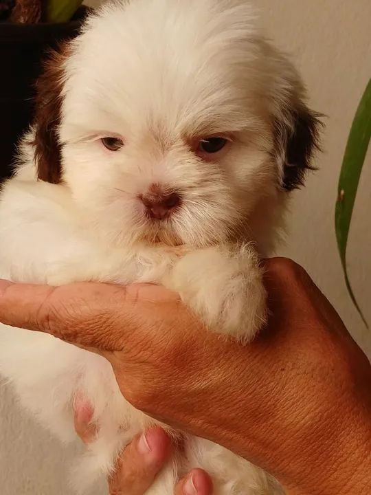 BBS de chitizu a pronta entrega  - Foto 2