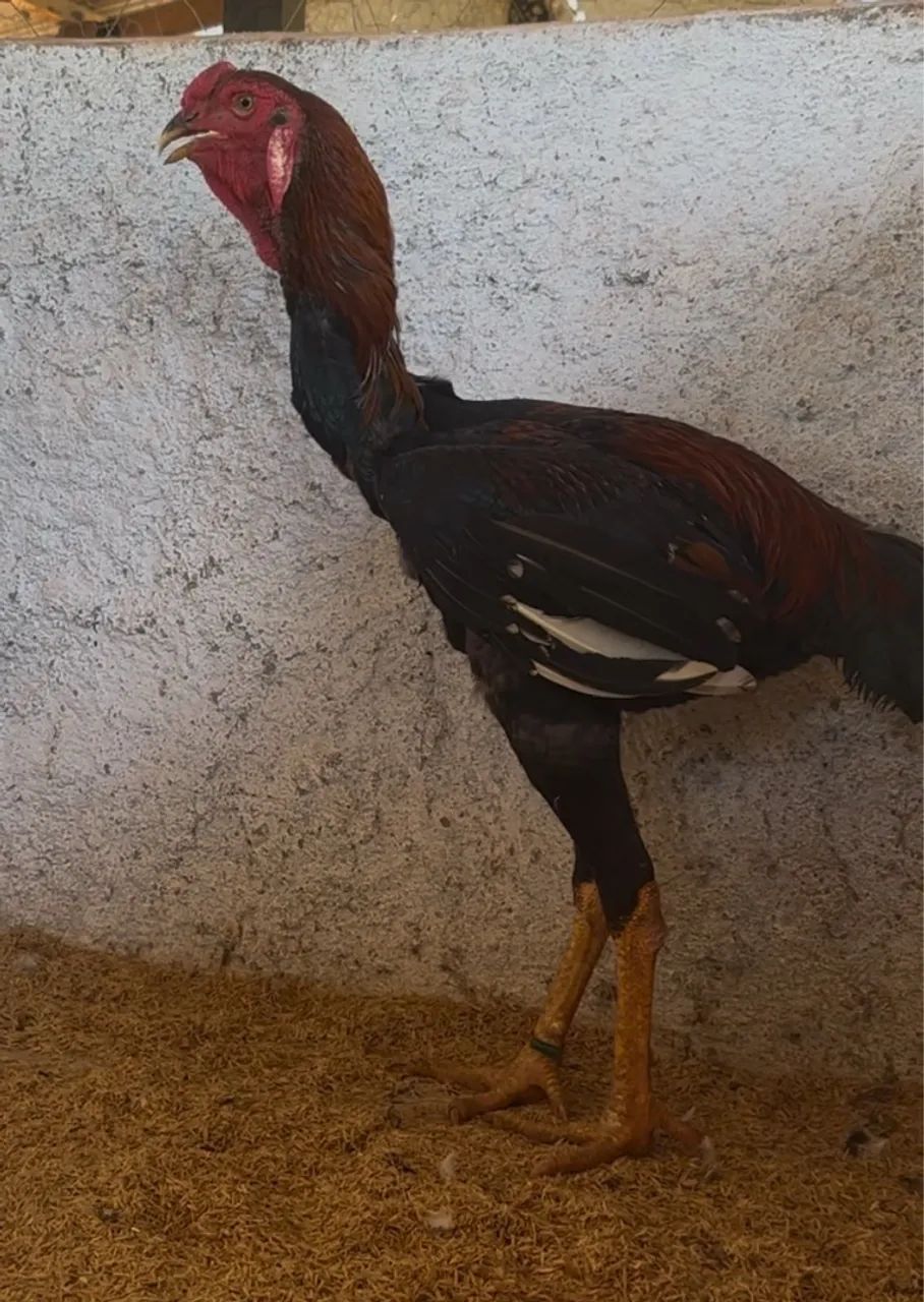 Venda Permanente de Frangos e Frangas da Raça Índio Gigante  - Foto 4