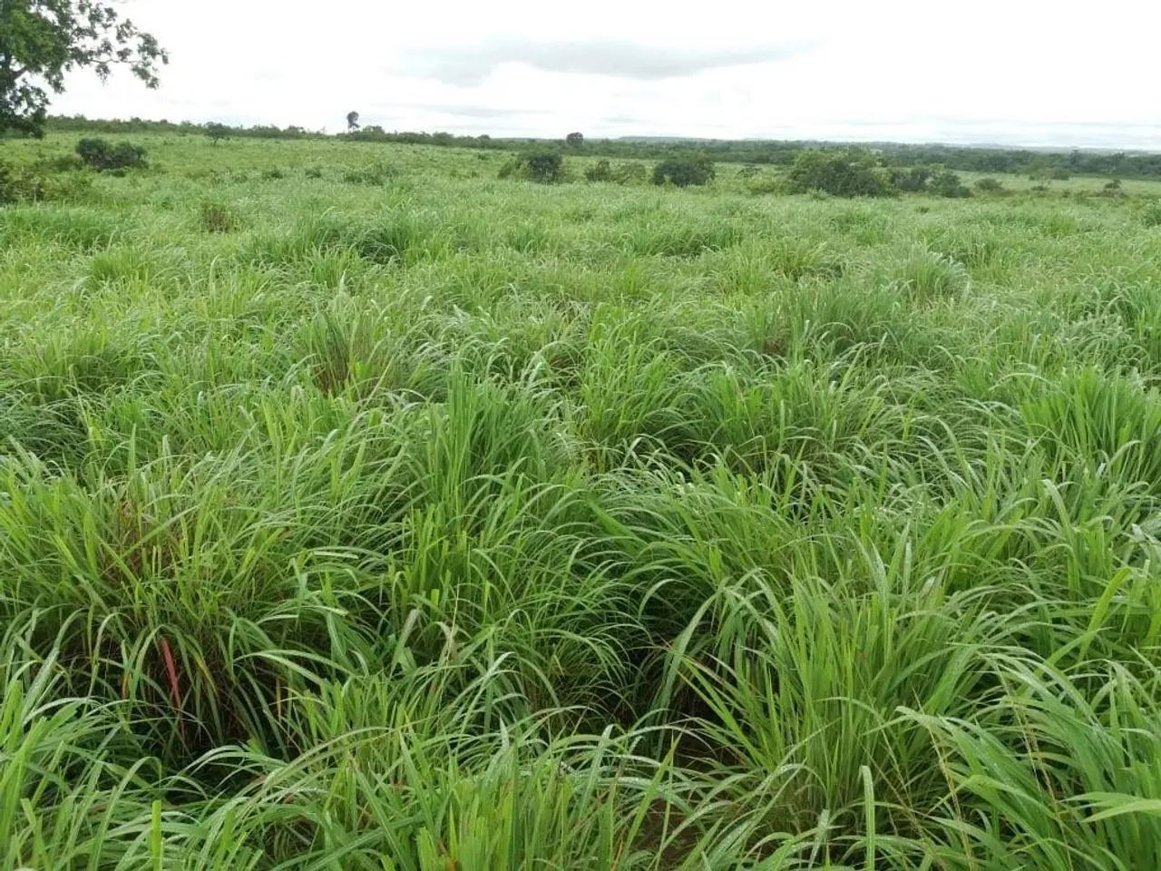 ARRENDA SE PASTO  - Foto 5