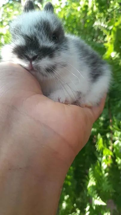 Anão netherland  - Foto 4