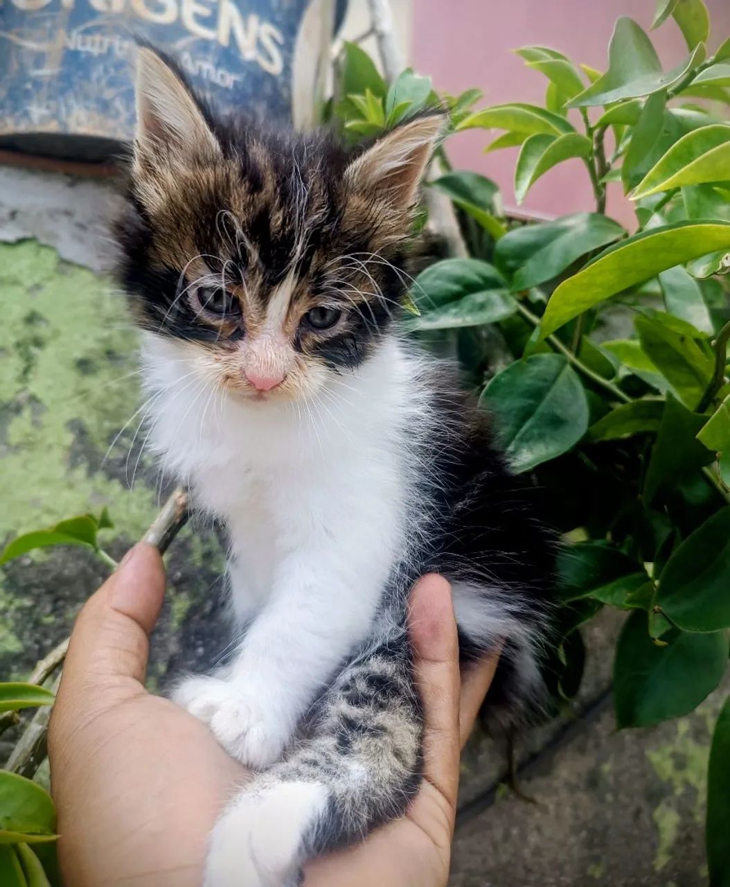 Lindos filhotes de Maine Coon  - Foto 3