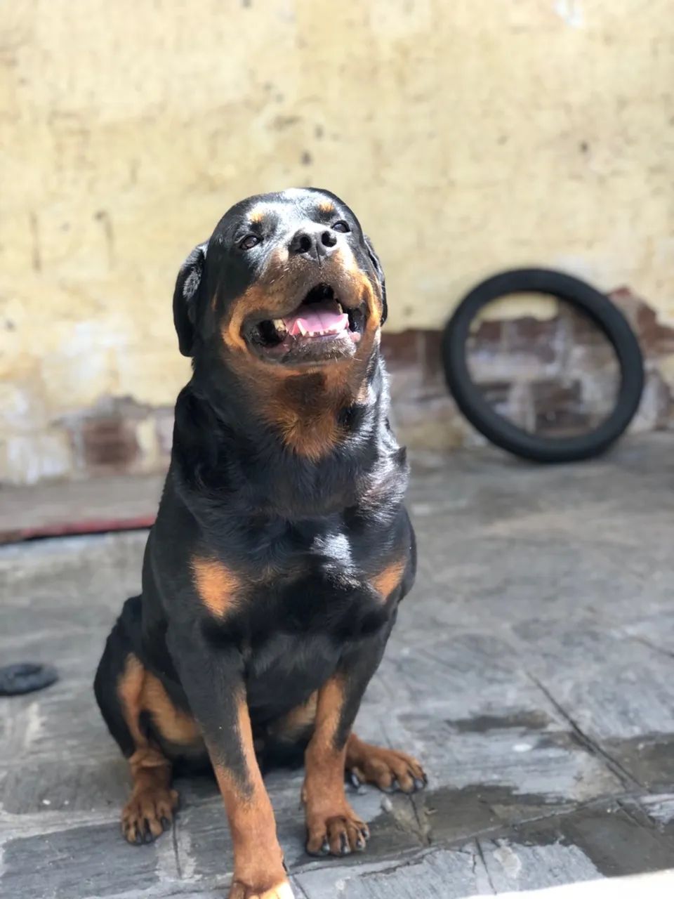 Rottweiler à procura de uma fêmea - Cachorros - Monte Santo, Campina ...