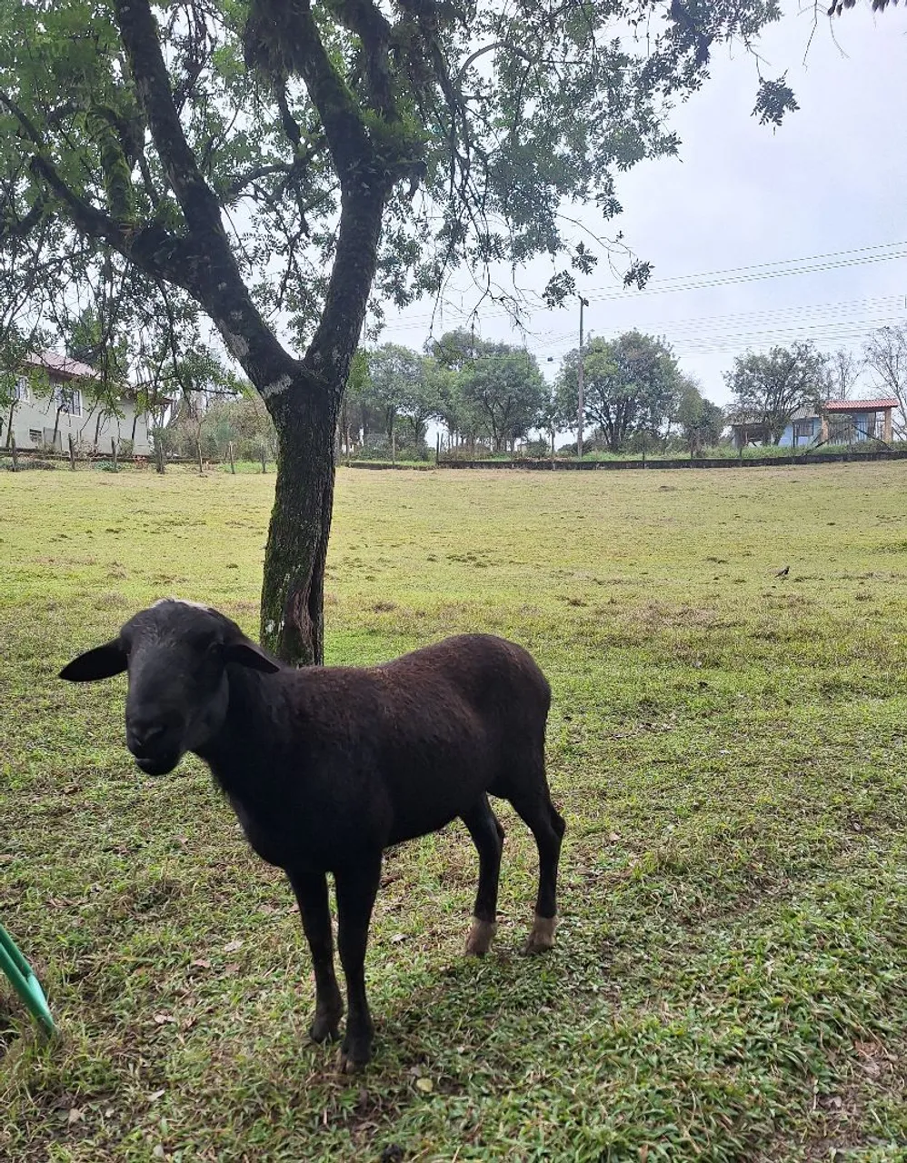 Carneiro Santa Inês com Dorp