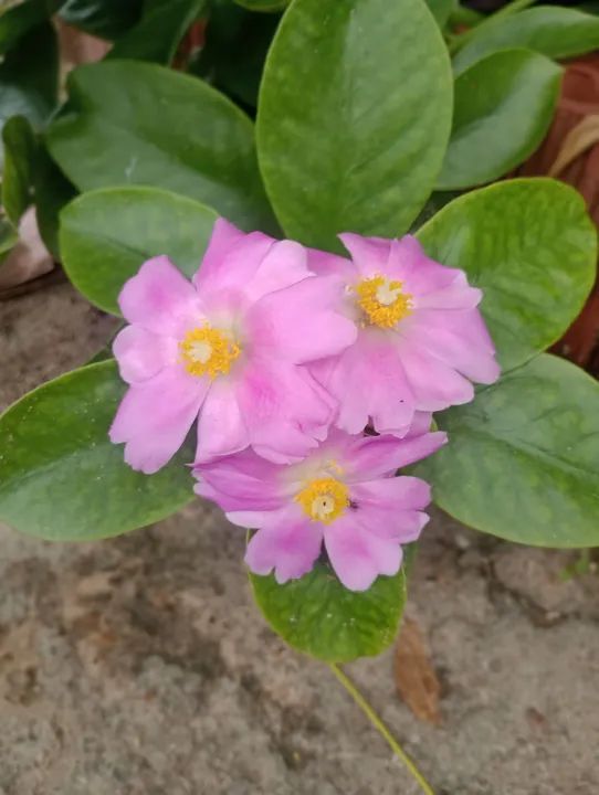 Mudas de Flores "Onze Horas" diversas variedades? - Foto 6