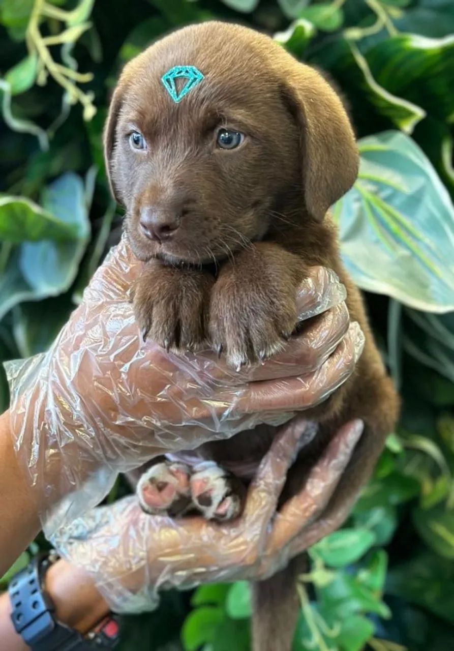 Labrador marrom ou chocolate  - com entrega imediata - ligue e garanta o seu  