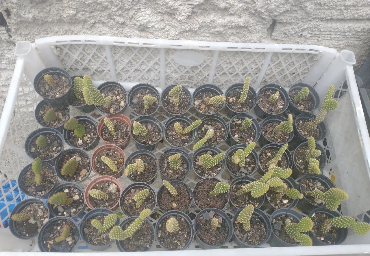 Cactos para venda - Foto 2