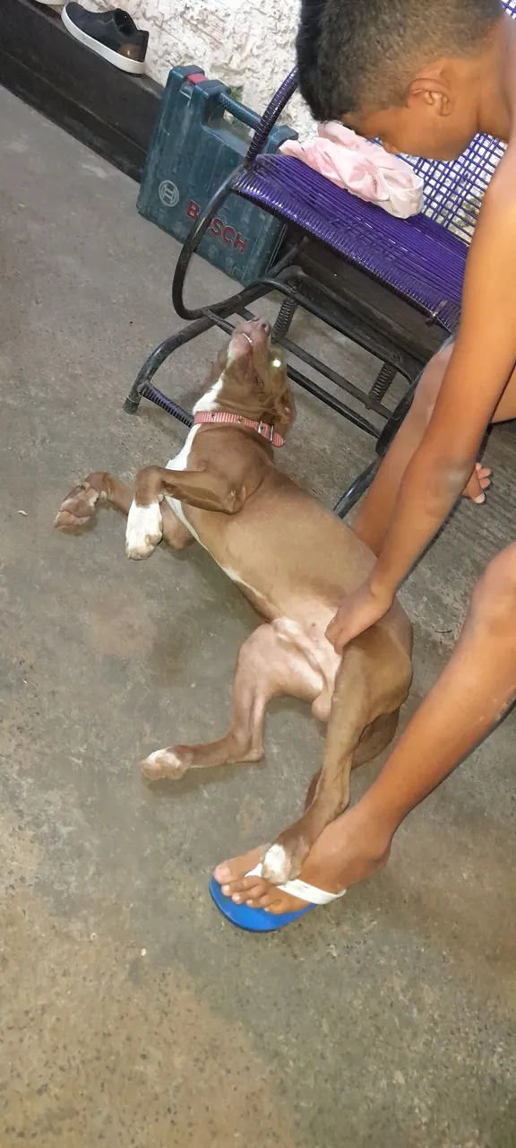 Cachorro Pitbull pra venda