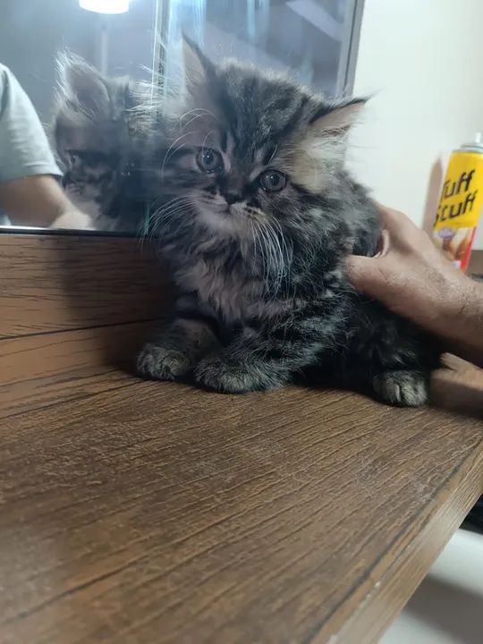 Gatinho Persa lindo e fofinho - Foto 4