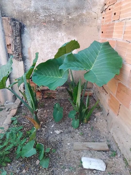 Compostagem de codorna. - Foto 3