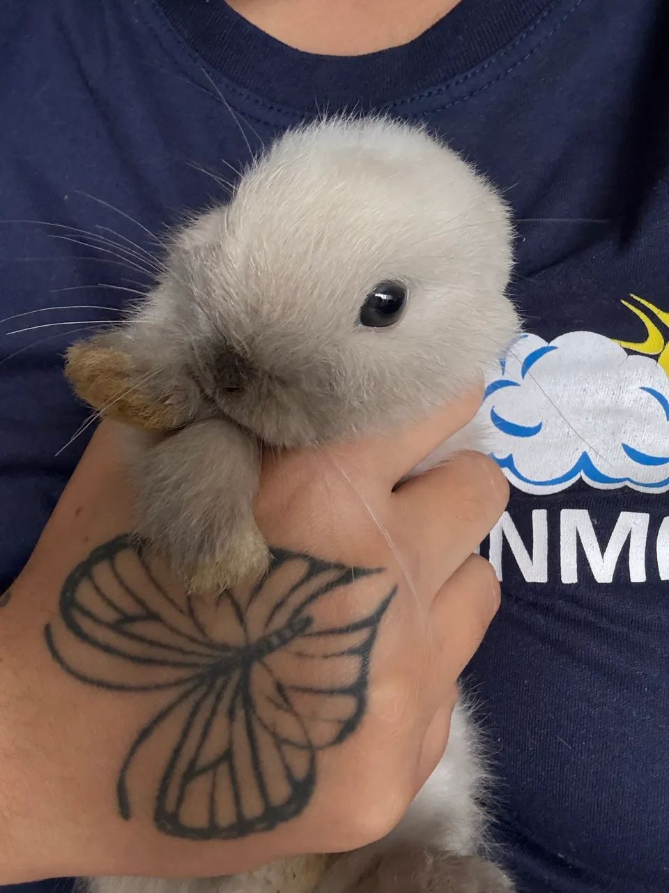 Mini coelho64684501808643120