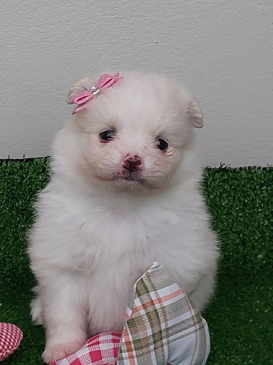 Filhotes de Spitz Alemão anão  - Foto 2
