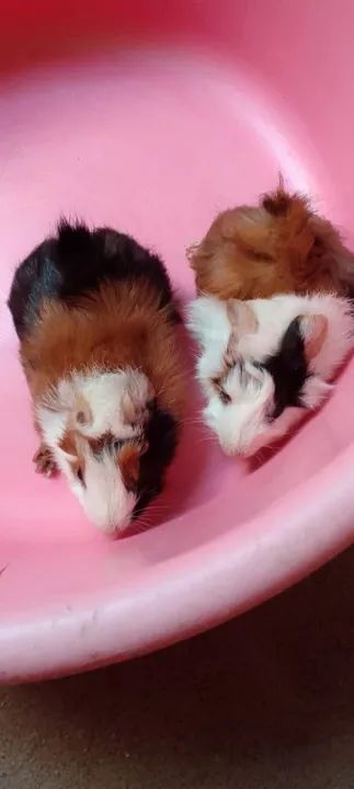 Filhotes de porquinhos da india