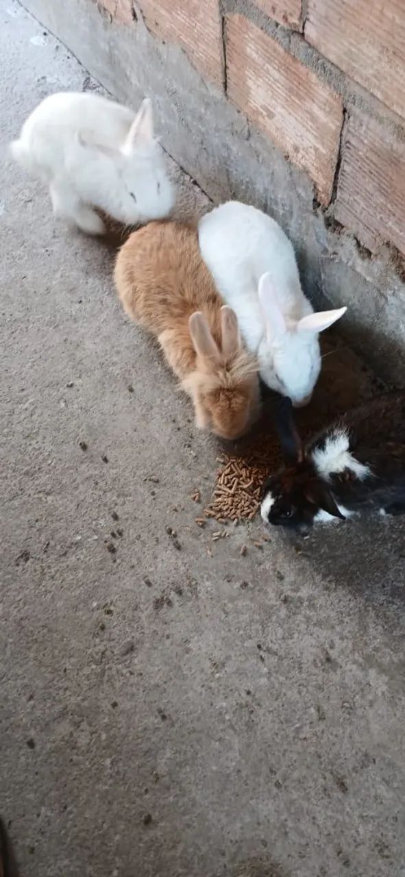 Vendo 2 casais de coelhos  - Foto 4