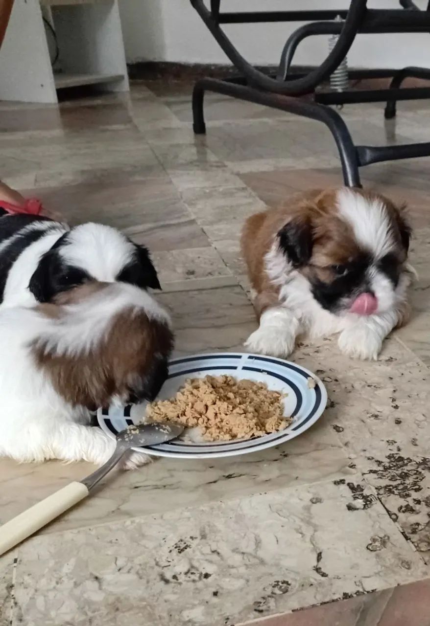 Shihtzu lindos