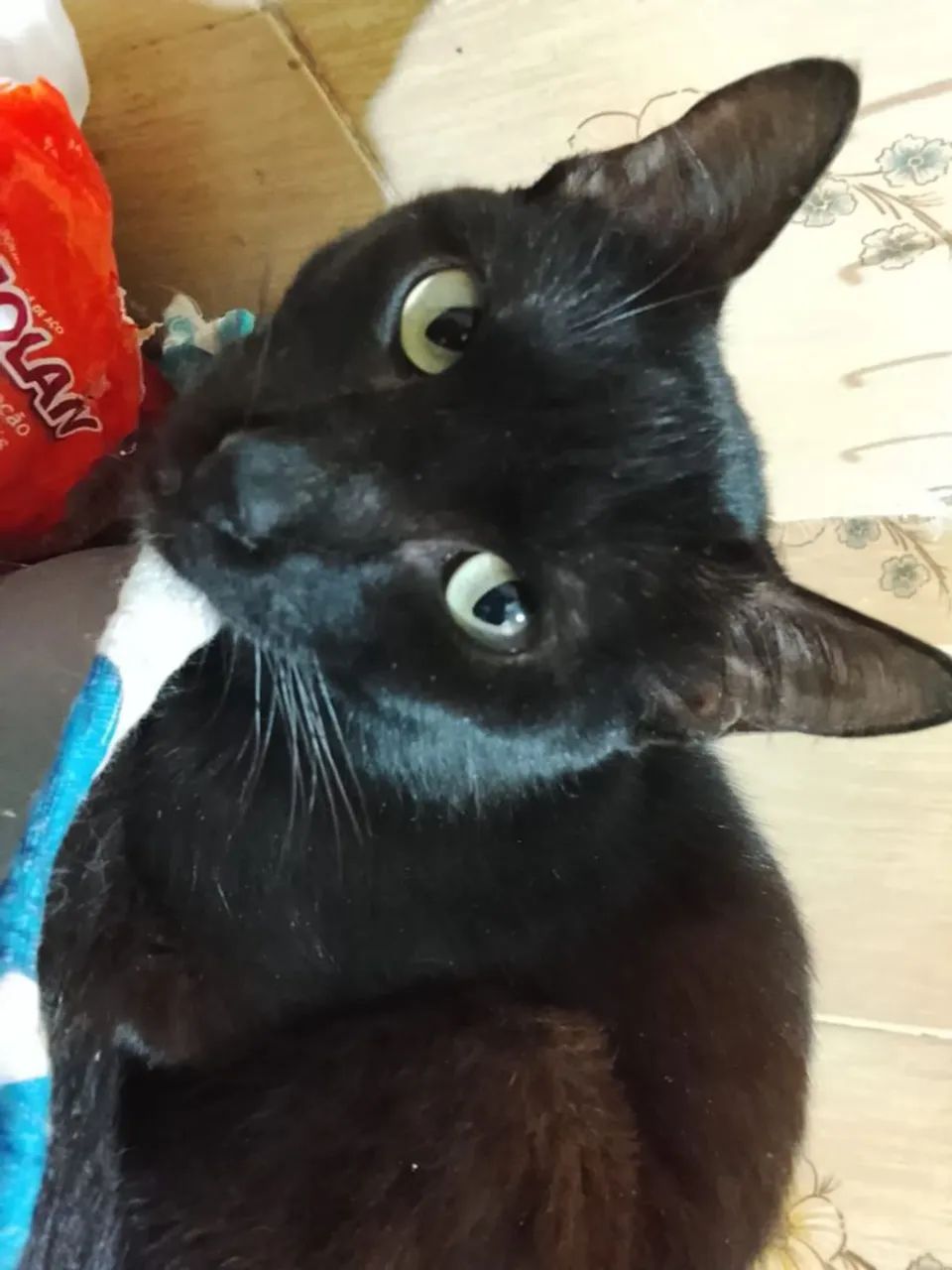 Gatinho dócil para adoção! - Foto 3