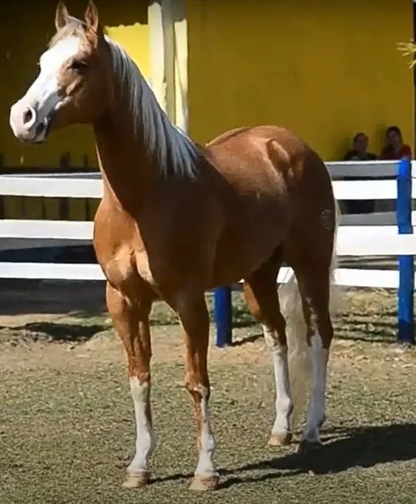 Potra Quarto de Milha à Venda - Linhagem Fechada em Trabalho - Foto 5