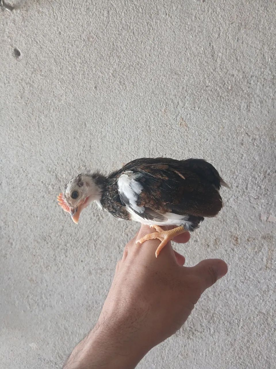 Pintinhos 