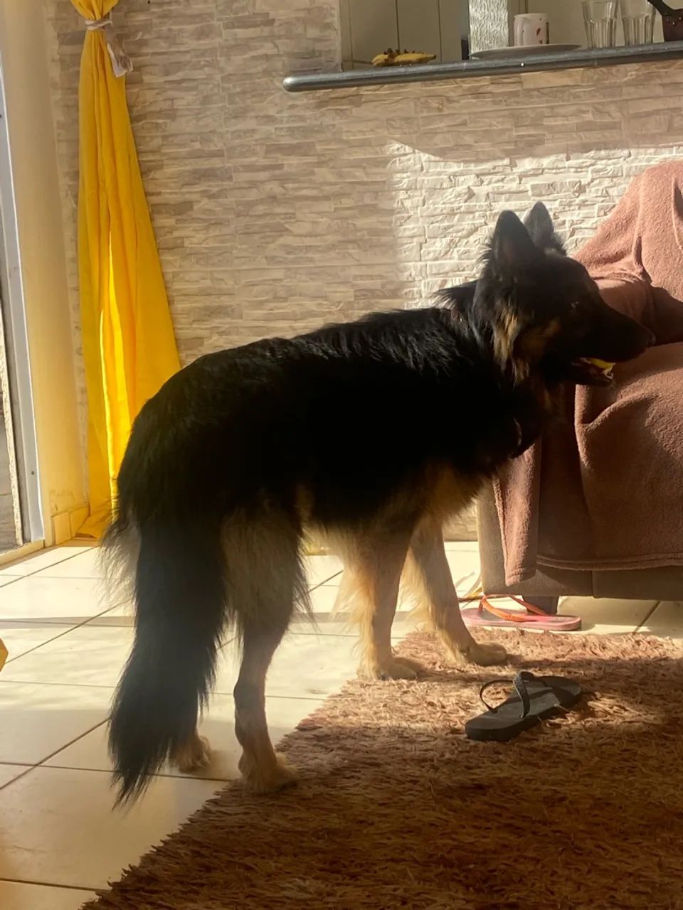 Cachorro Pastor alemão macho ( PARA CRUZAR)  - Foto 3